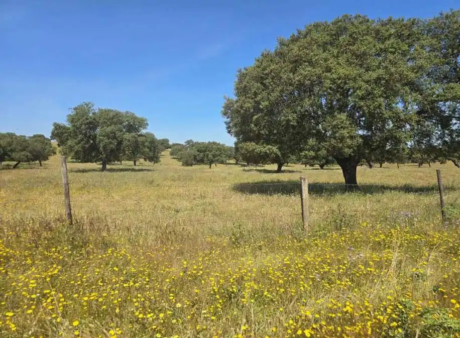 Terreni e lotti in vendita a Carretera de Sevilla - Los Montitos, imagen 3