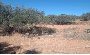 Finca rústica en venta en Jérica