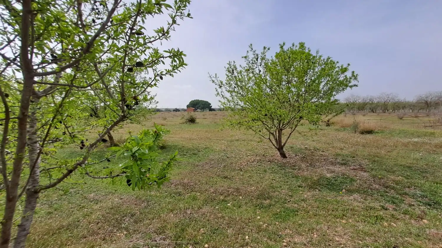 Finca rústica en venta en Constantí