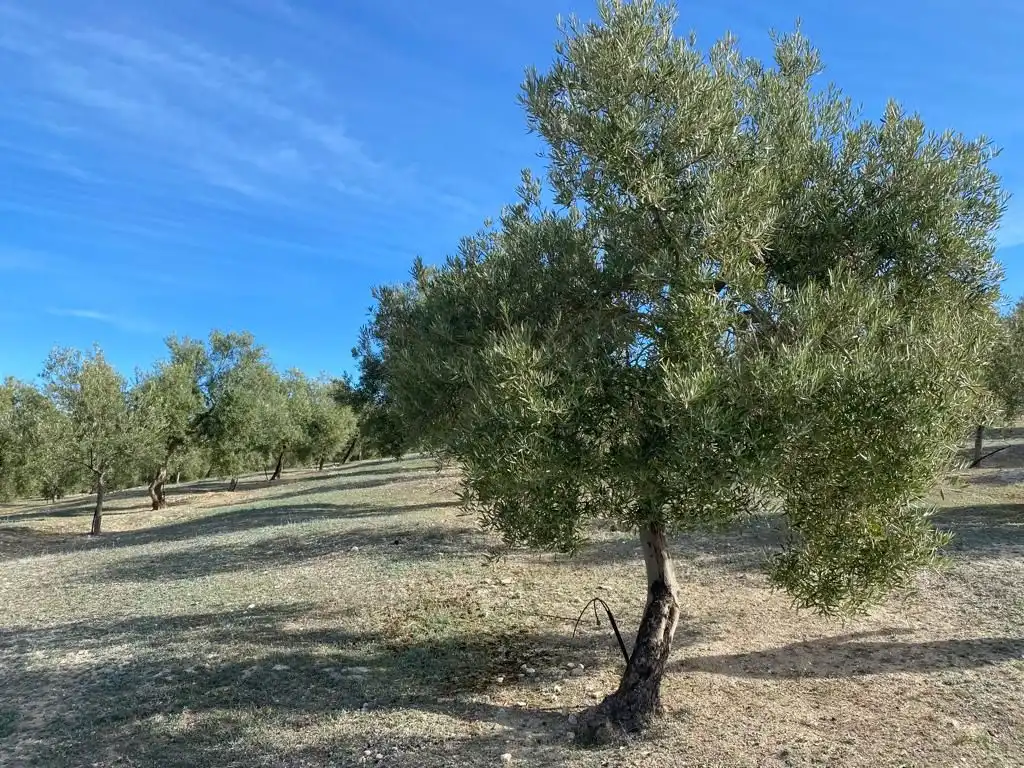 Terreny rústic en venda a Píñar, imagen 10