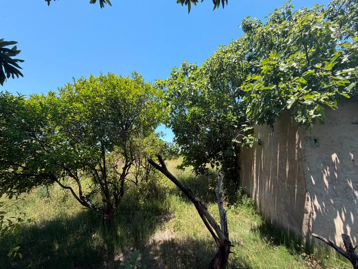 Terrain rustique à vendre à Oliva pueblo, imagen 6