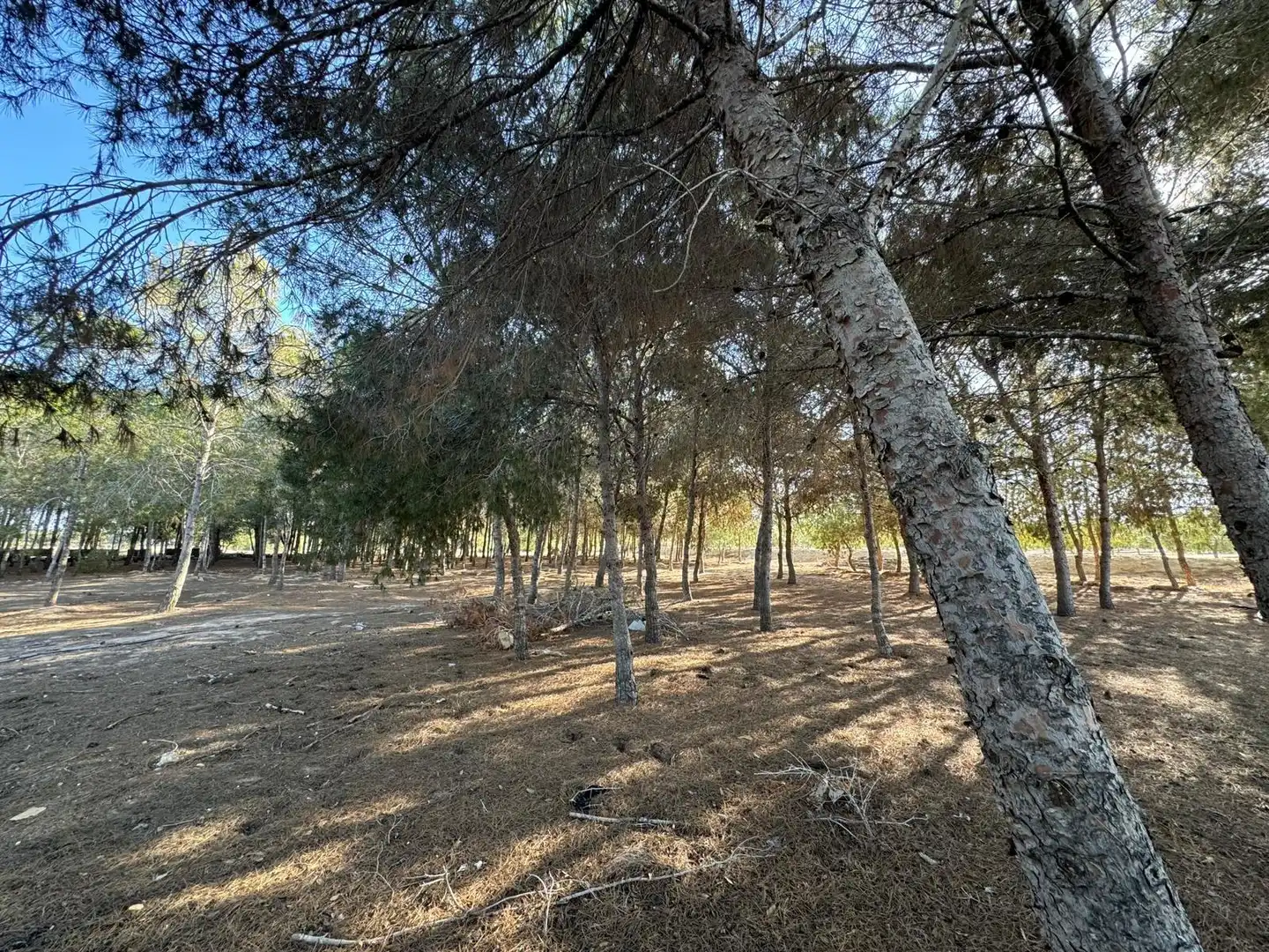 Villa à vendre à Partida Polígono 62 Parcela 80 DAIMES. ELCHE/ELX (ALICANT 62, imagen 28