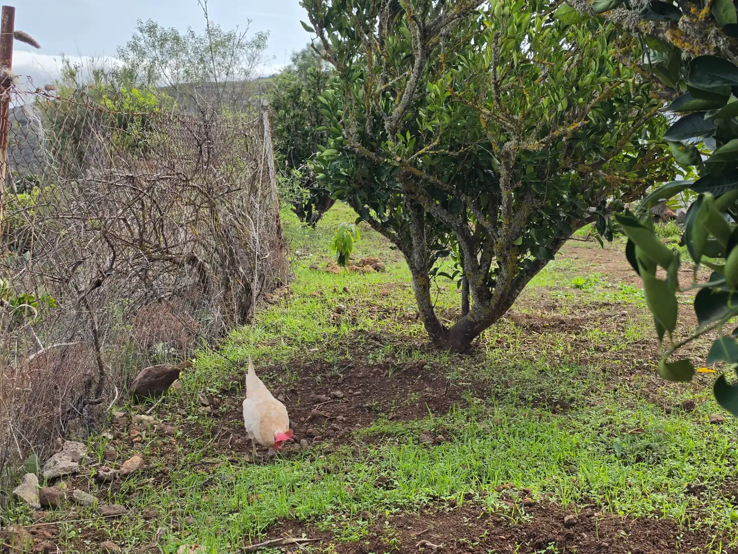 Jardín de Finca rústica en venta en El Palmar