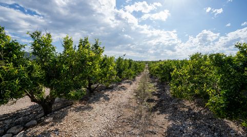 Finca rústica de regadío de mandarinos en Godall, immagine 4