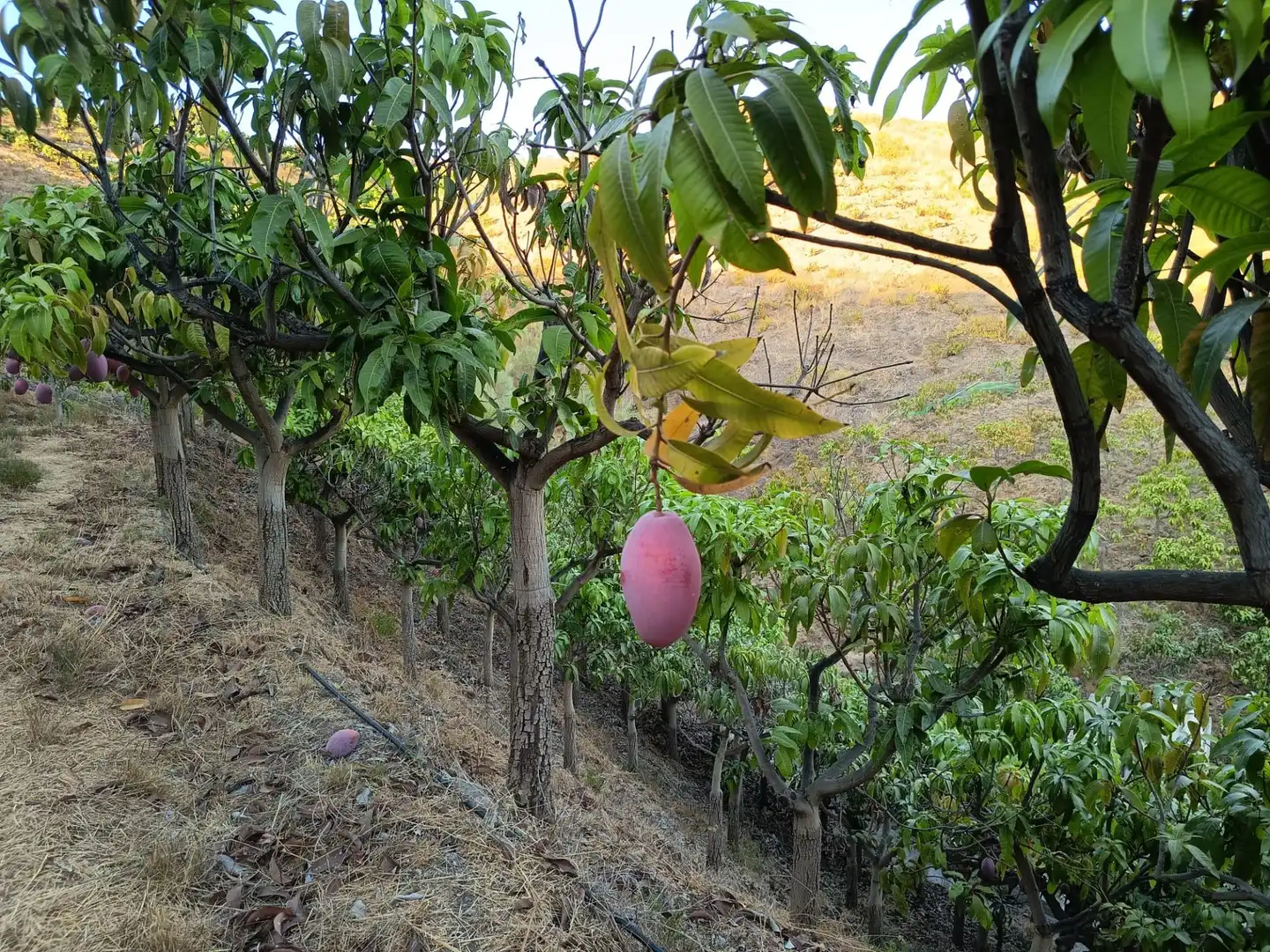 Terrenys i solars en venda a Canillas de Aceituno, imagen 6
