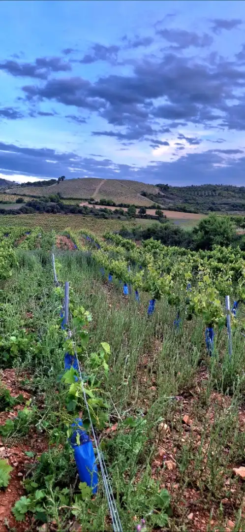 Außenansicht von Grundstücke zum Verkauf in Cariñena