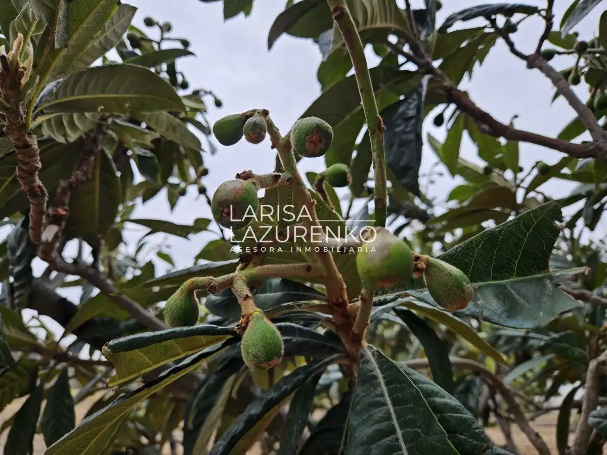 Jardí de Finca rústica en venda en Riudoms