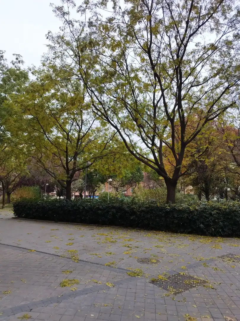 Vista exterior de Casa o xalet de lloguer en Madrid amb Aire condicionat, Calefacció i Jardí privat