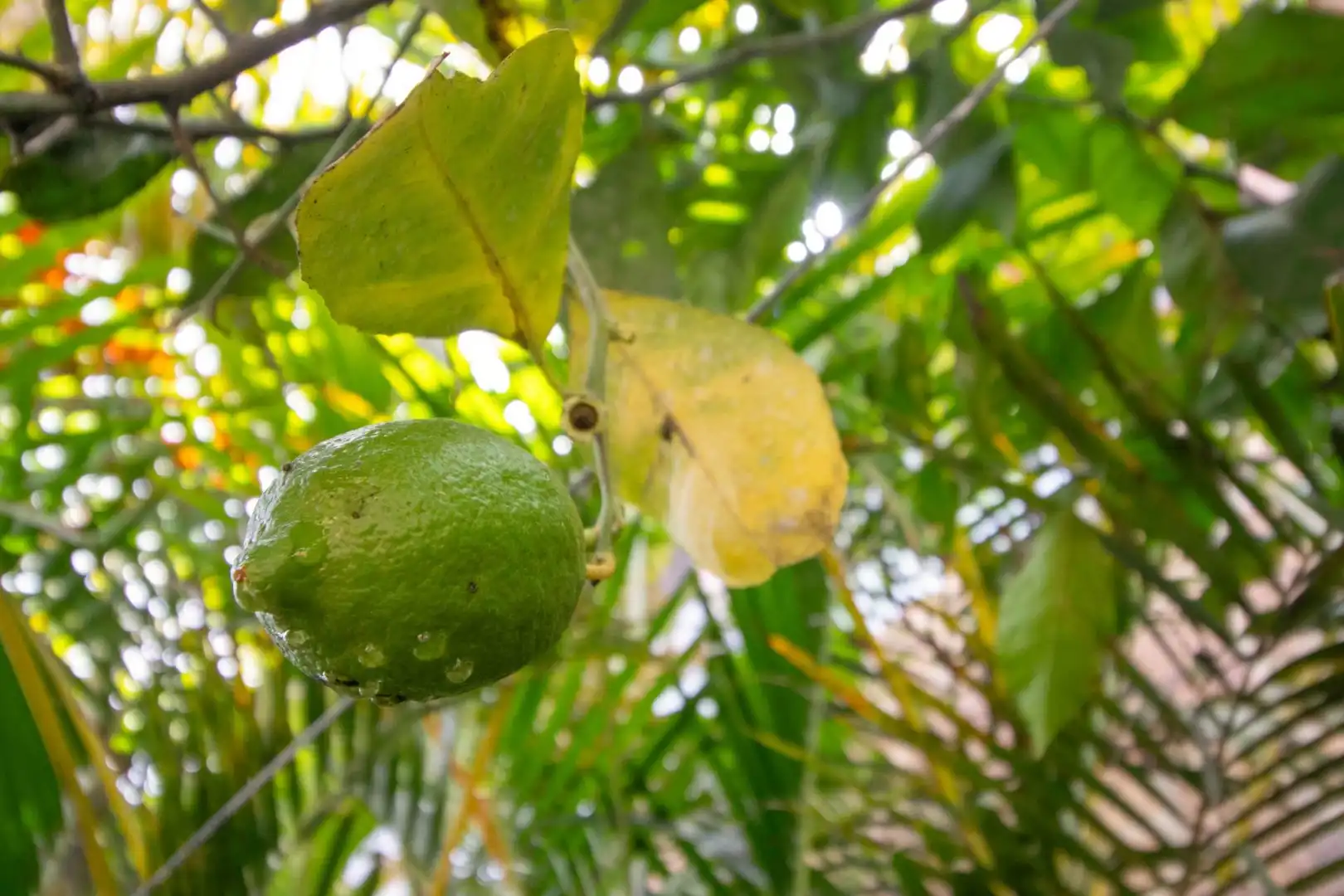 Jardí de Casa o xalet en venda en Icod de los Vinos amb Jardí privat, Terrassa i Traster