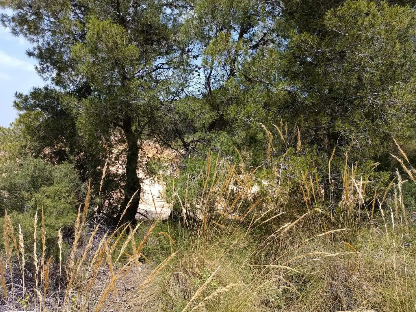 Terreno rústico en venta en CHACARERLL, imagen 2