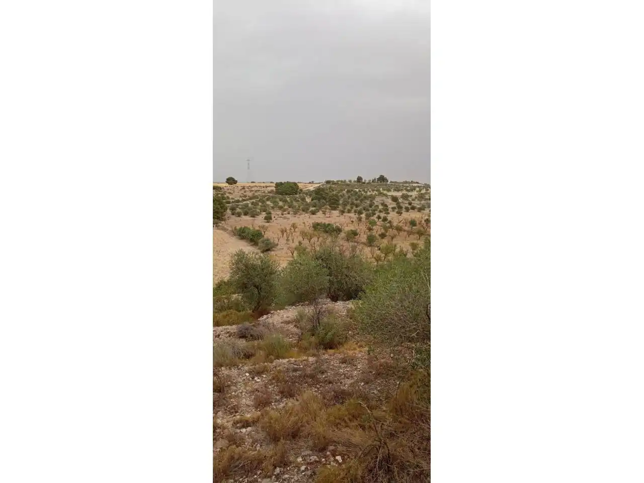 Terreny rústic en venda a Calle PARTIDA LA BASSETA DEL BISSELL, imagen 7