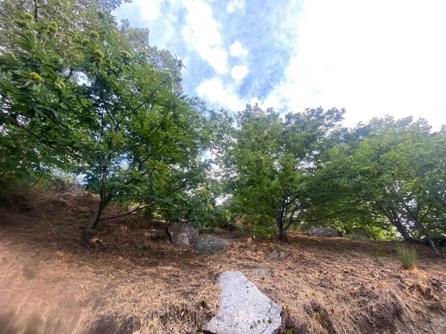 Terrain rustique à vendre à N/A, imagen 9