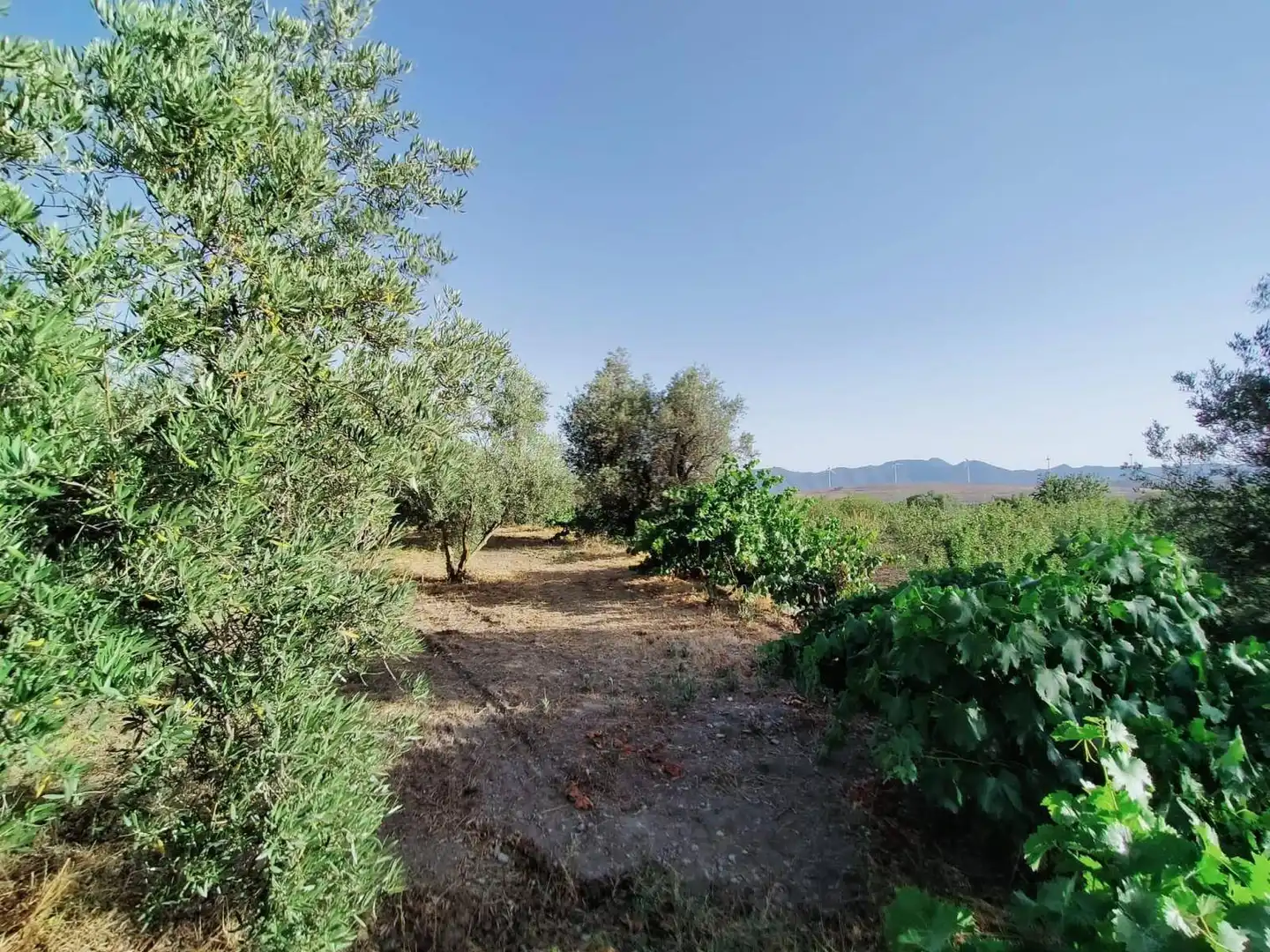 Lands and plots for sale in Nigüelas, imagen 12