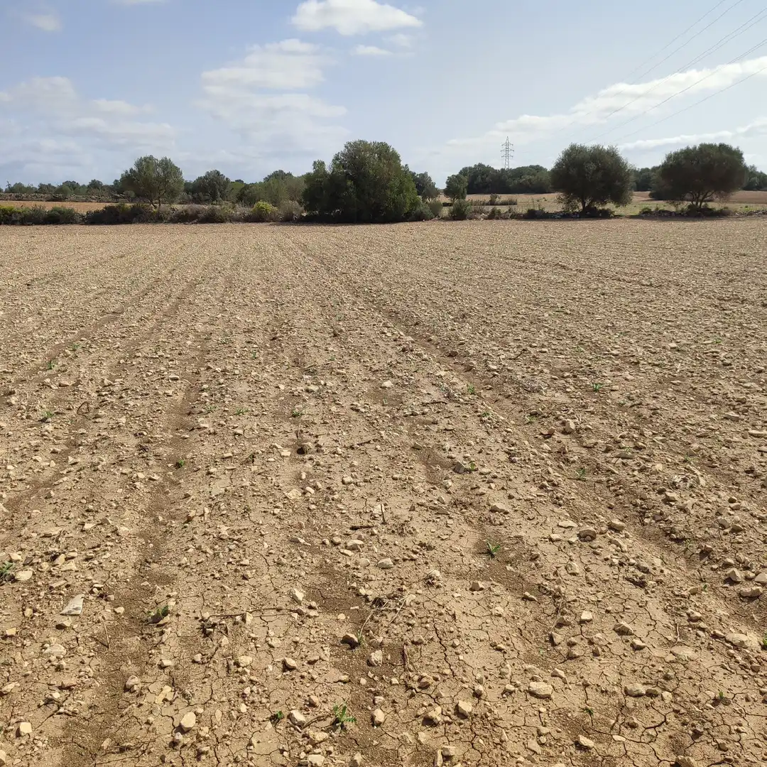 Rural land for sale in Vilafranca de Bonany, imagen 10
