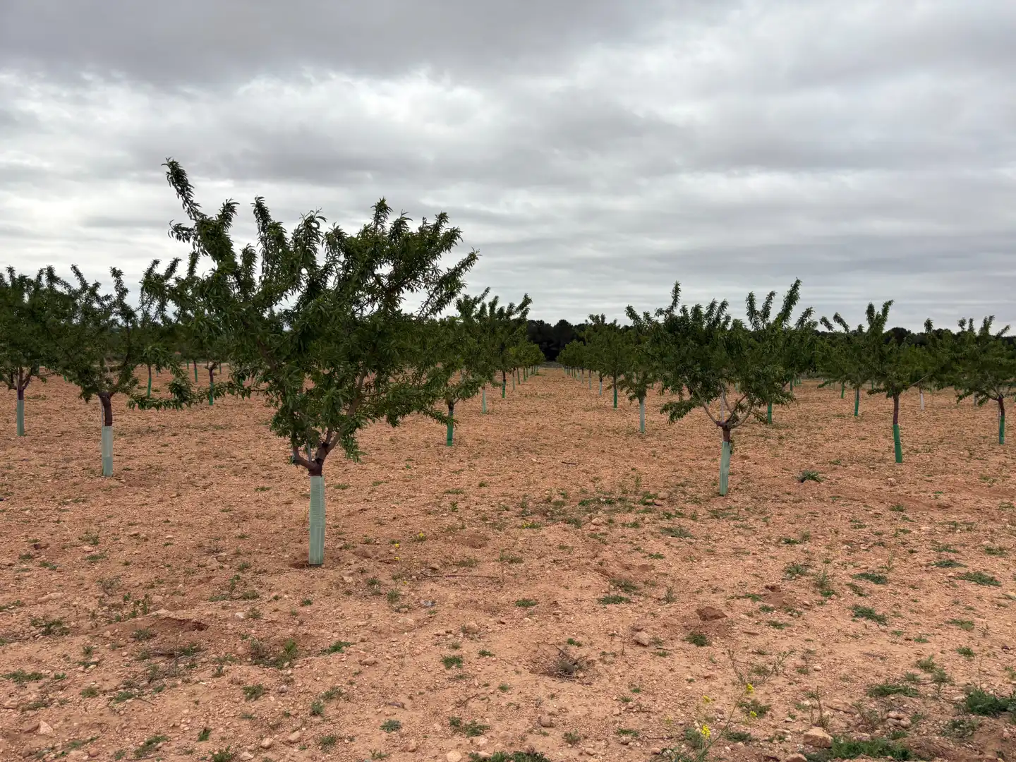 Rural land for sale in El Bonillo, imagen 3