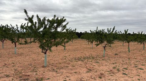 se vende parcela de almendros en producción, immagine 3