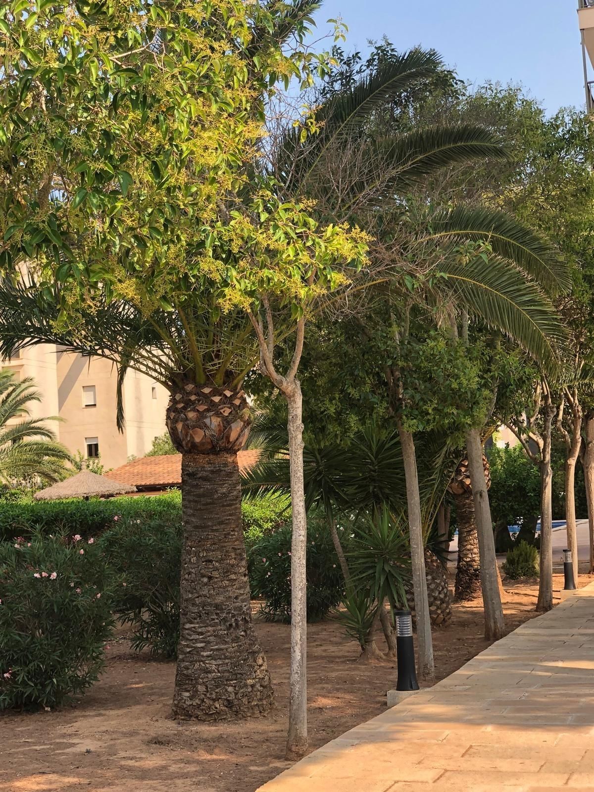 Jardín de Piso en venta en Llucmajor con Aire acondicionado