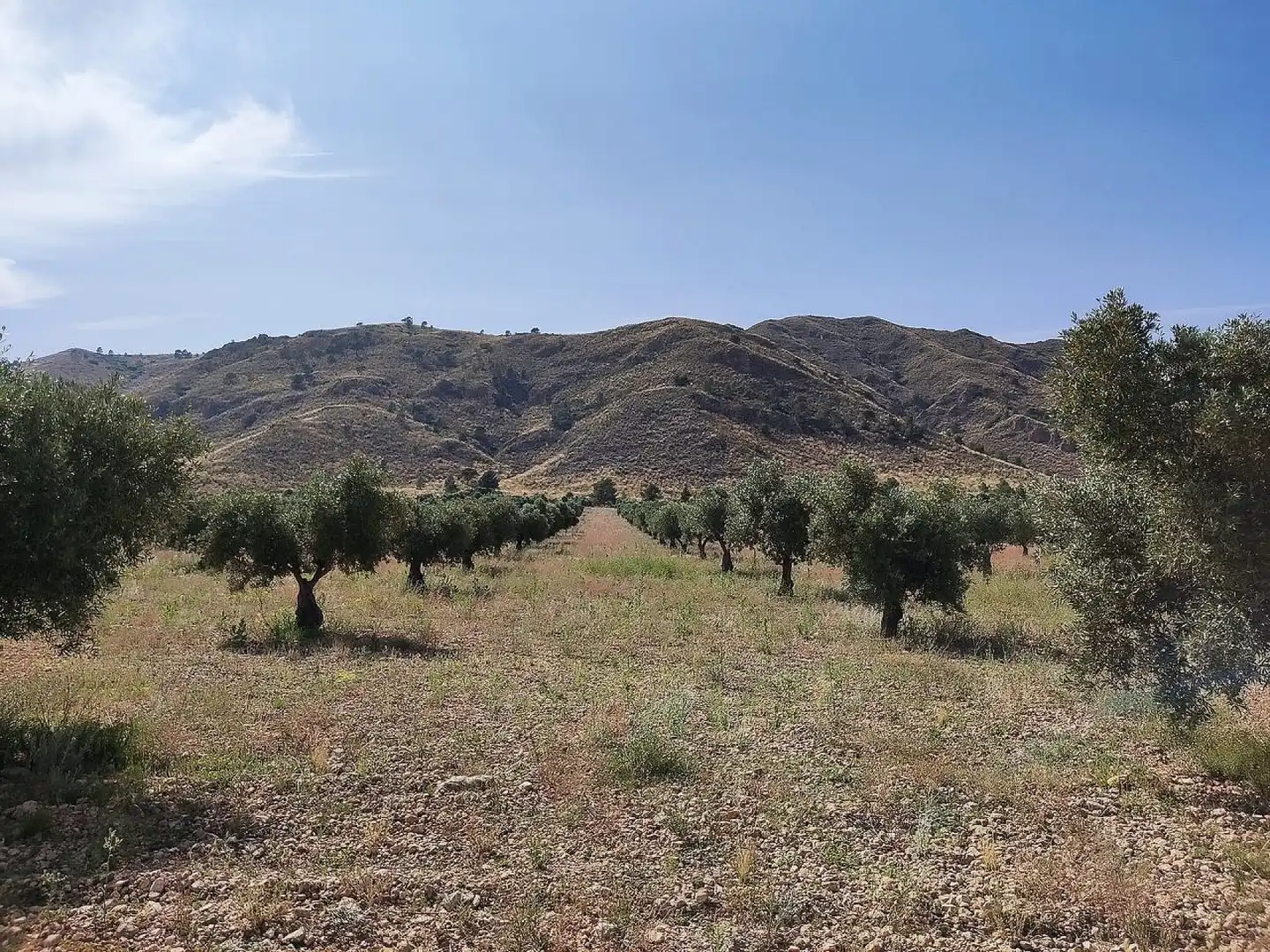 Country homes for sale in Yecla
