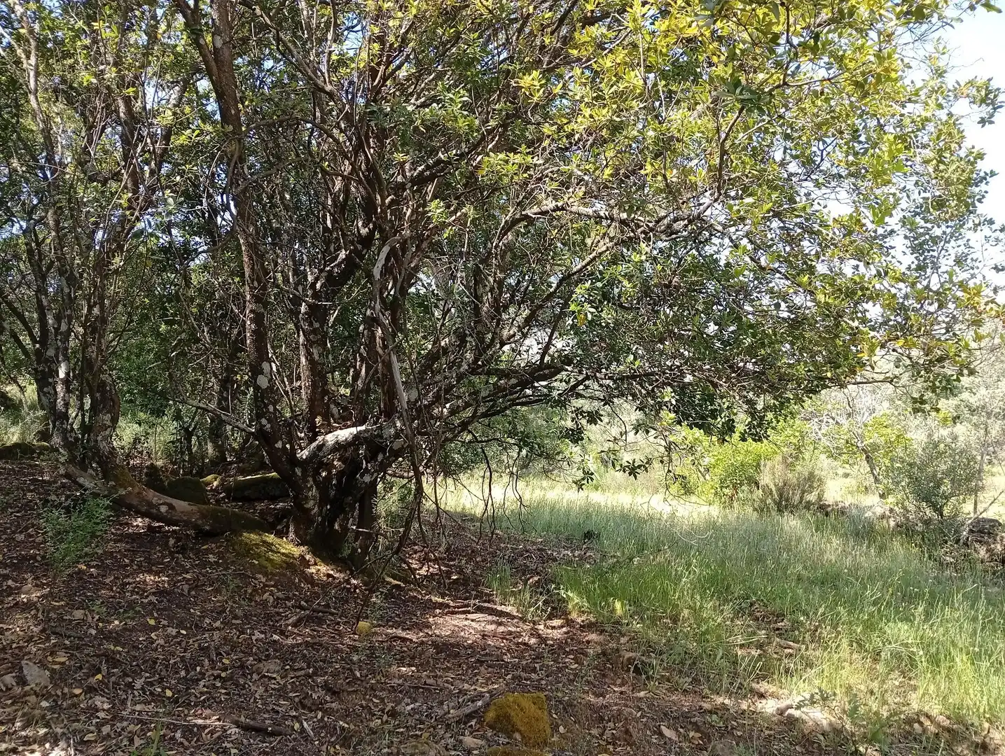 Terreni e lotti in vendita a Villanueva de la Vera, imagen 90