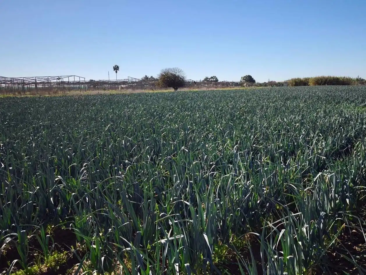 Terreno rustico in vendita a Las Tres Piedras - Costa Ballena, imagen 13
