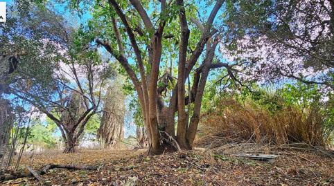 Foto 2 de Casa o xalet en venda a Lugar Ds Los Gaciago, 119, El Rocío - La Milagrosa, Cádiz