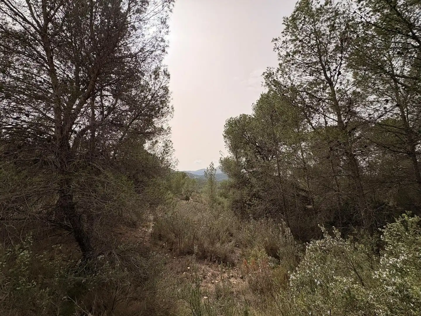 Terreno rustico in vendita a Petrer, imagen 8
