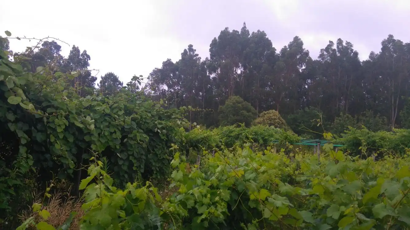 Residential land for sale in O Carballiño, imagen 14