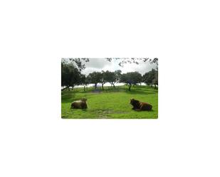 Exterior view of Country house for sale in Coria