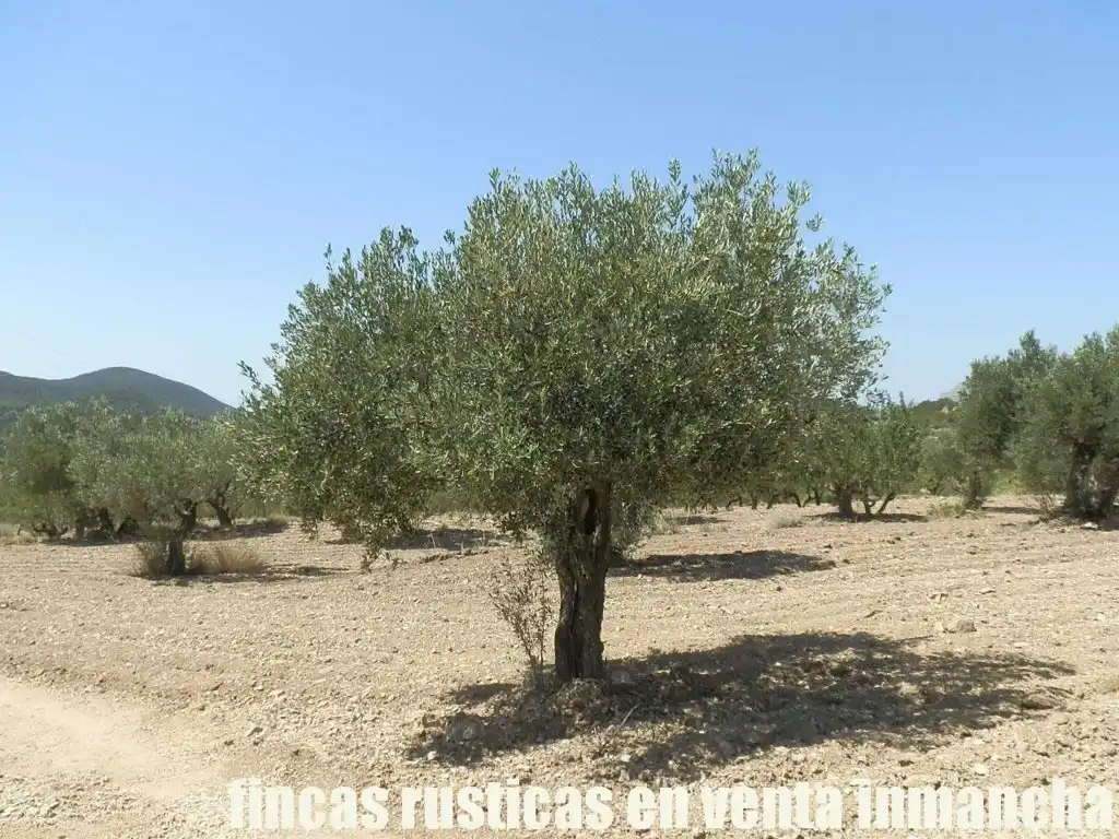 Terreny rústic en venda a Jijona / Xixona, imagen 15