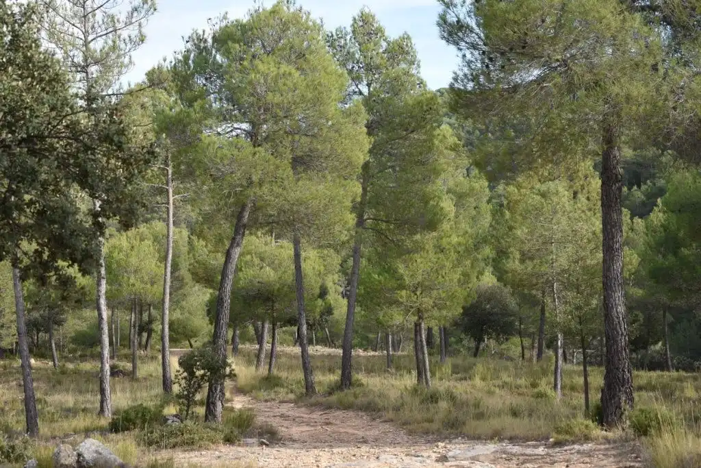 Terreni e lotti in vendita a La Cerollera, imagen 7