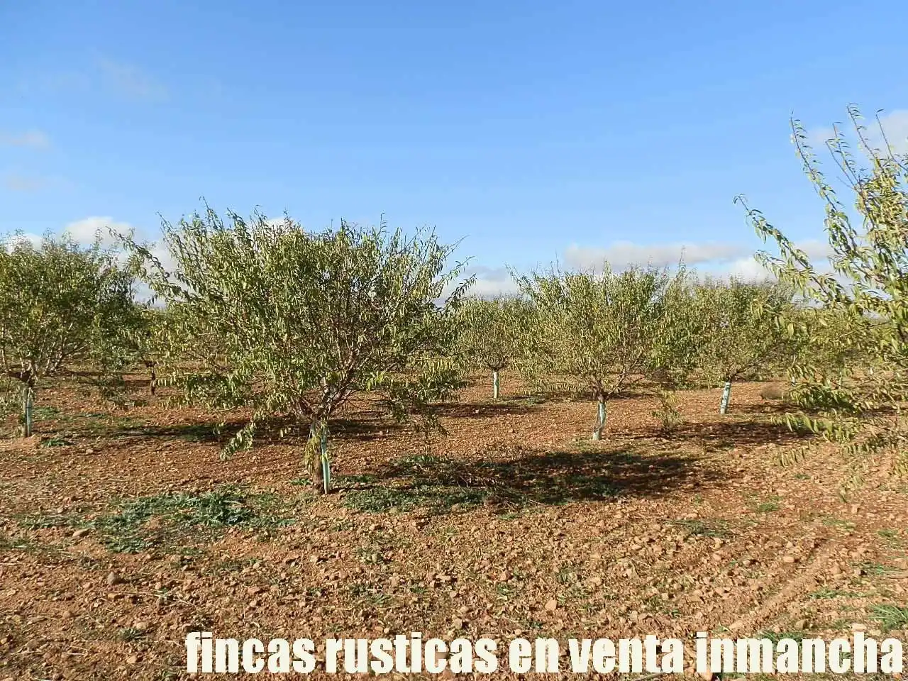 Terreno rústico en venta en Tomelloso, imagen 5