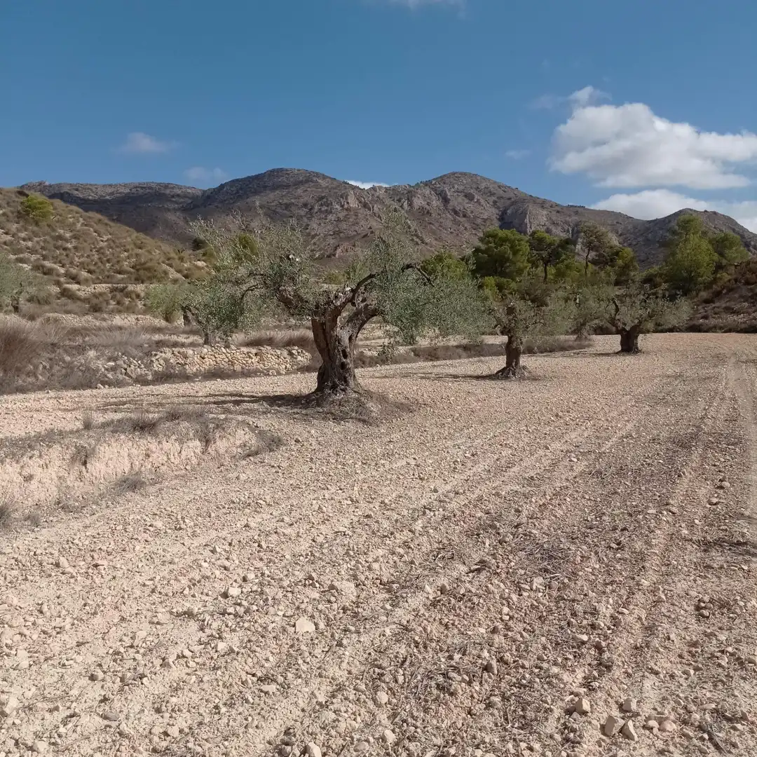 Terrain rustique à vendre à Hondón de las Nieves / El Fondó de les Neus, imagen 22
