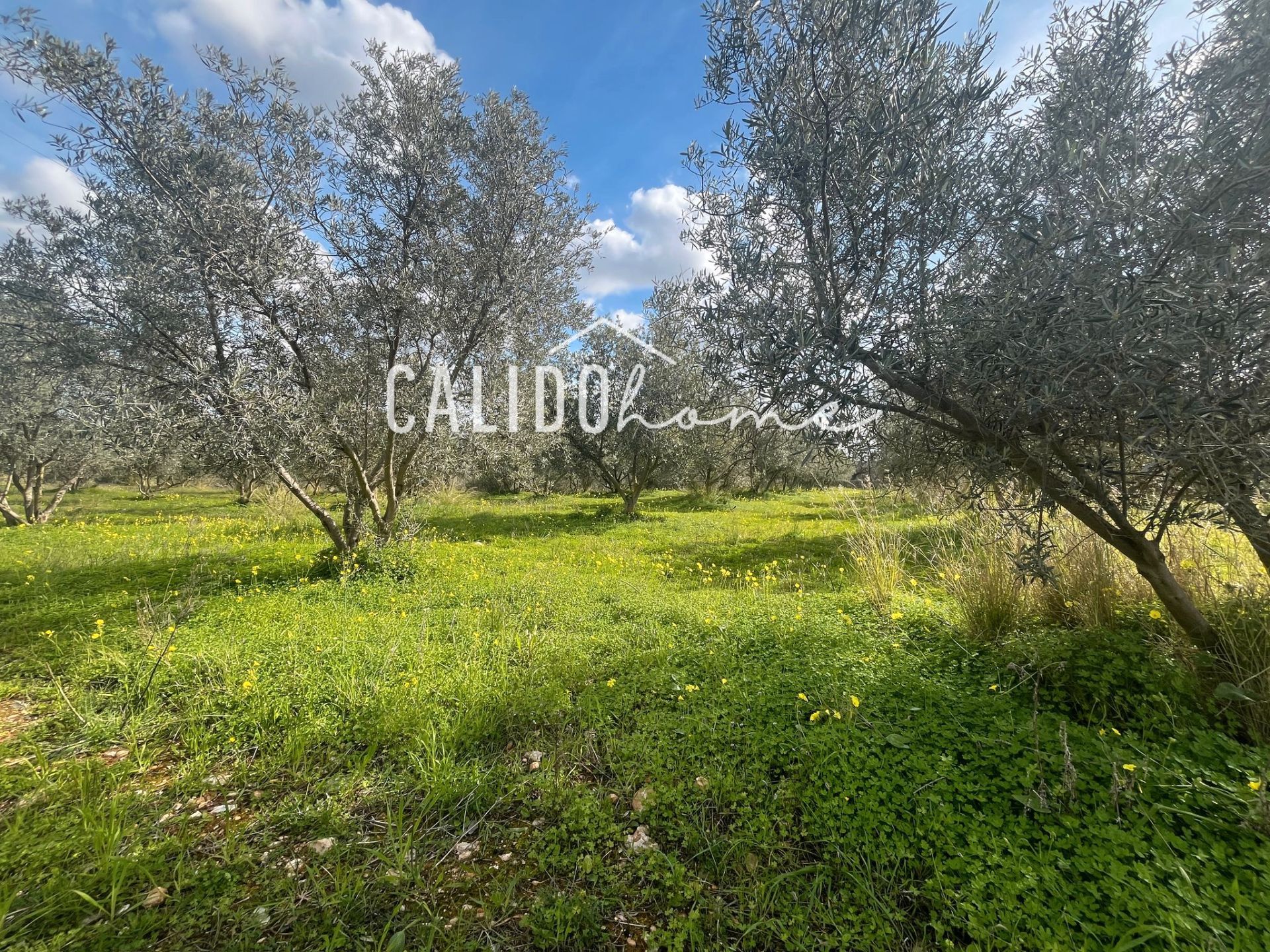 Land for sale in Selva