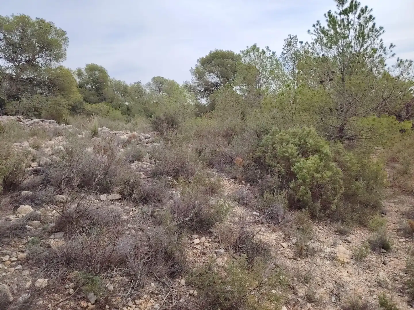 Terreny rústic en venda a Santa Bárbara, imagen 5