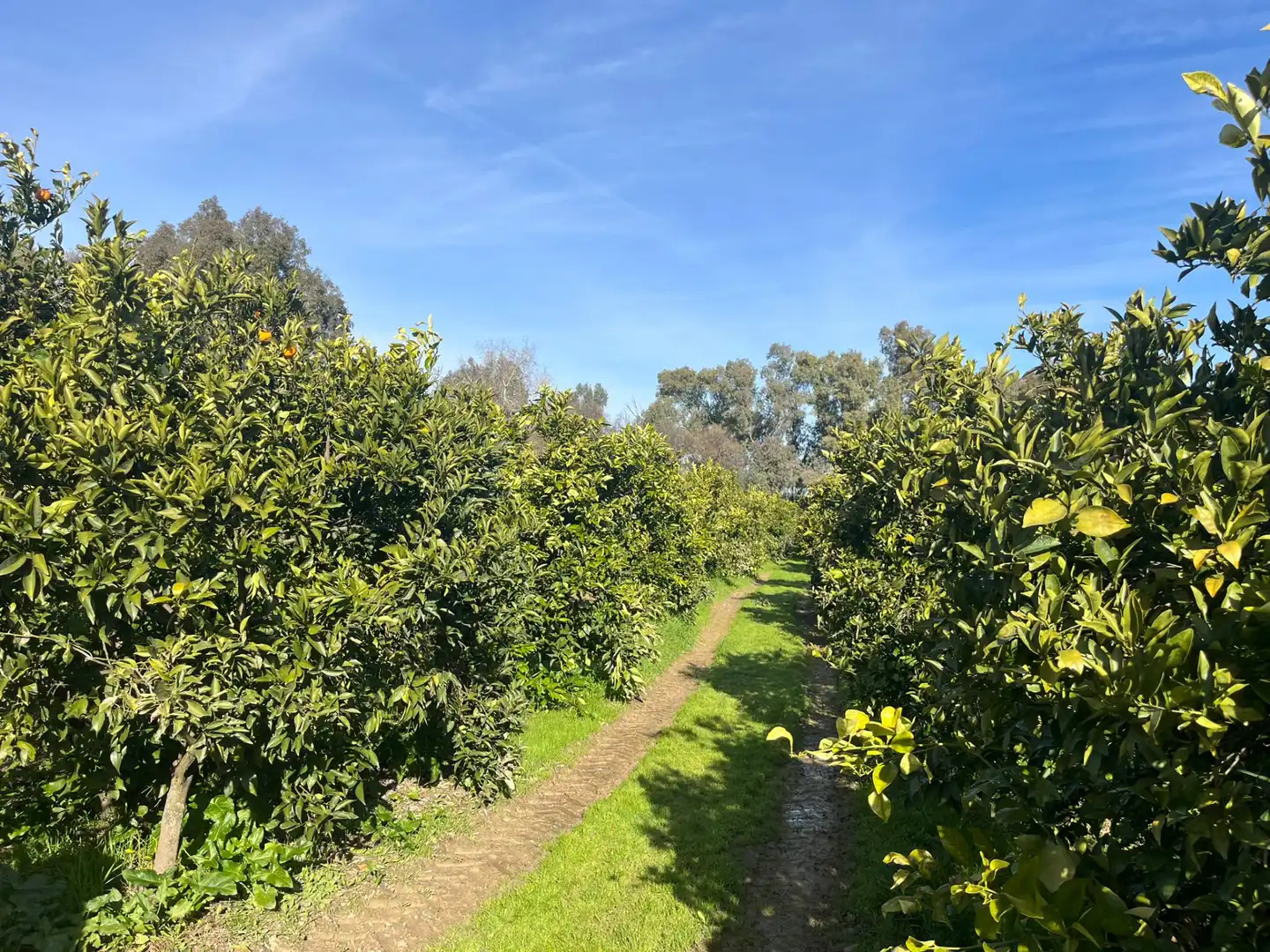 Vista exterior de Finca rústica en venta en Palma del Río con Calefacción, Jardín privado y Terraza