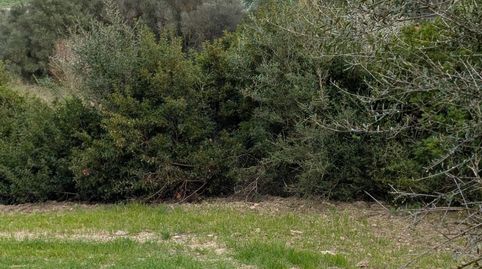 Foto 5 de Terreno en venta en Llubí, Illes Balears