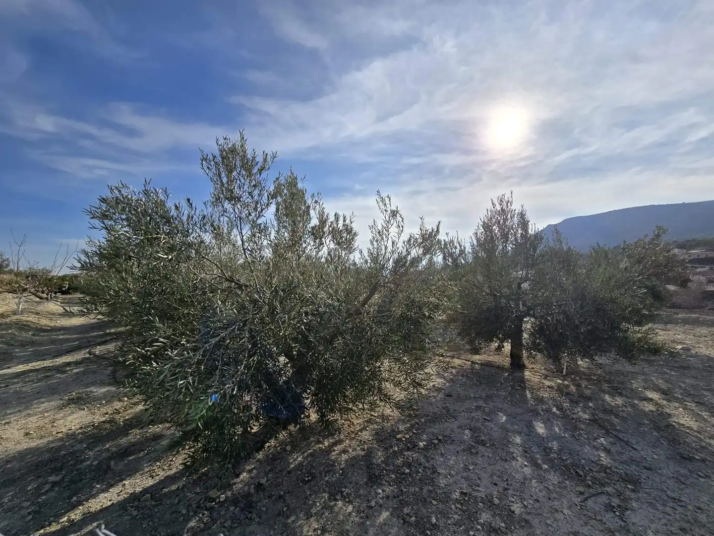 Rural land for sale in Novelda, imagen 11
