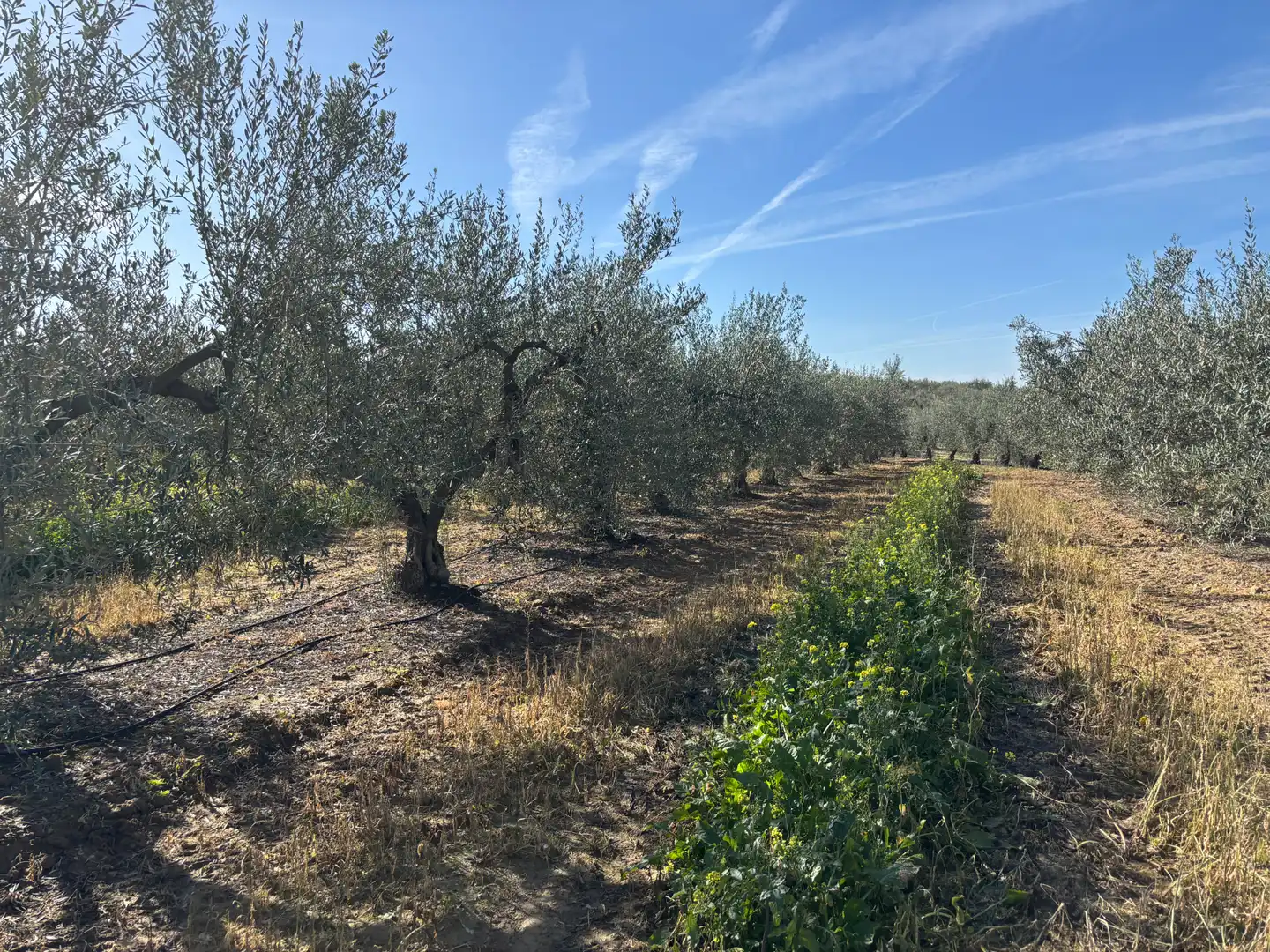 Land for sale in Sanlúcar la Mayor