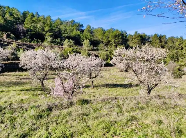 Terrenos y solares en venta en Valjunquera, imagen 20