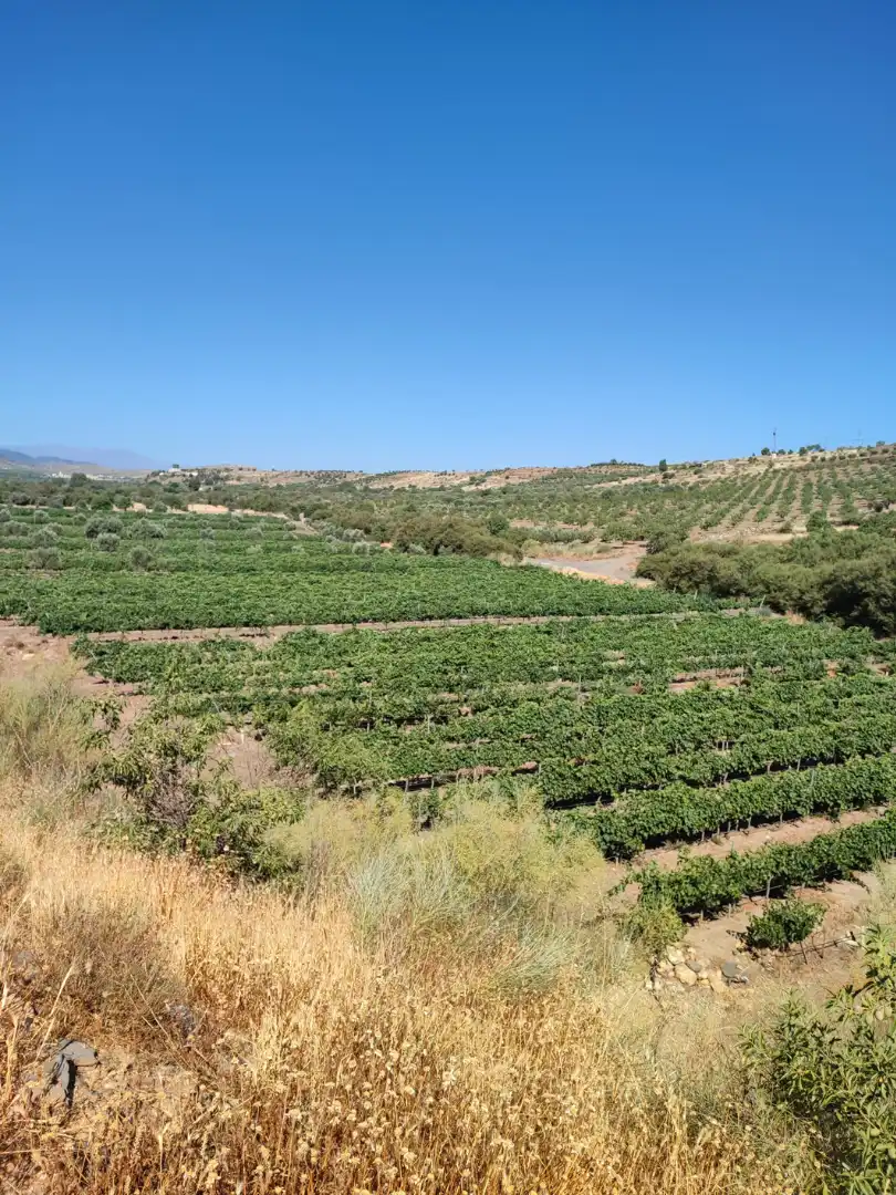 Land for sale in Huéneja