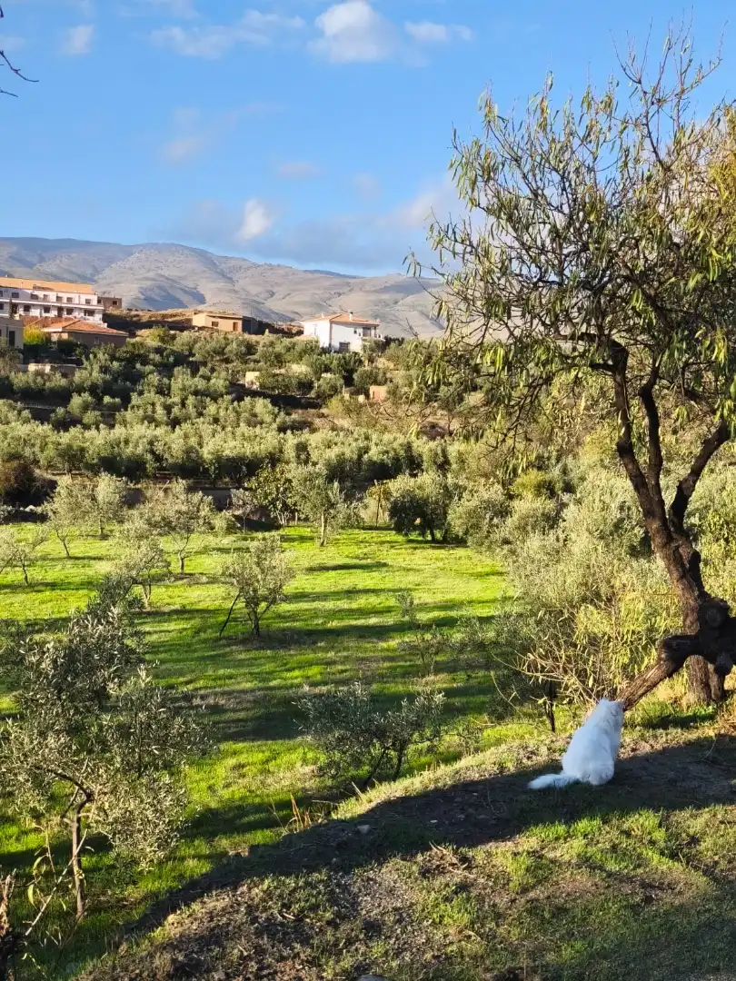 Casa rústica amb terrassa en venda a Abla, imagen 26