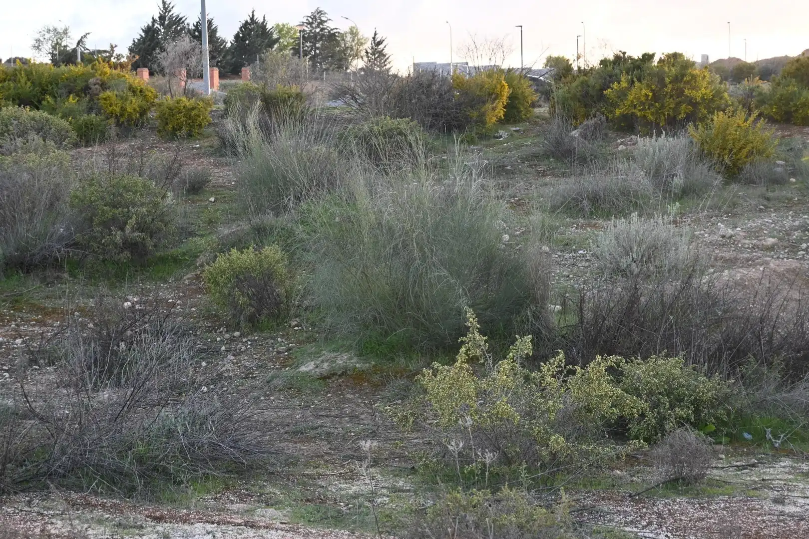 Terreni e lotti in vendita a Calle Abelia 13, imagen 12