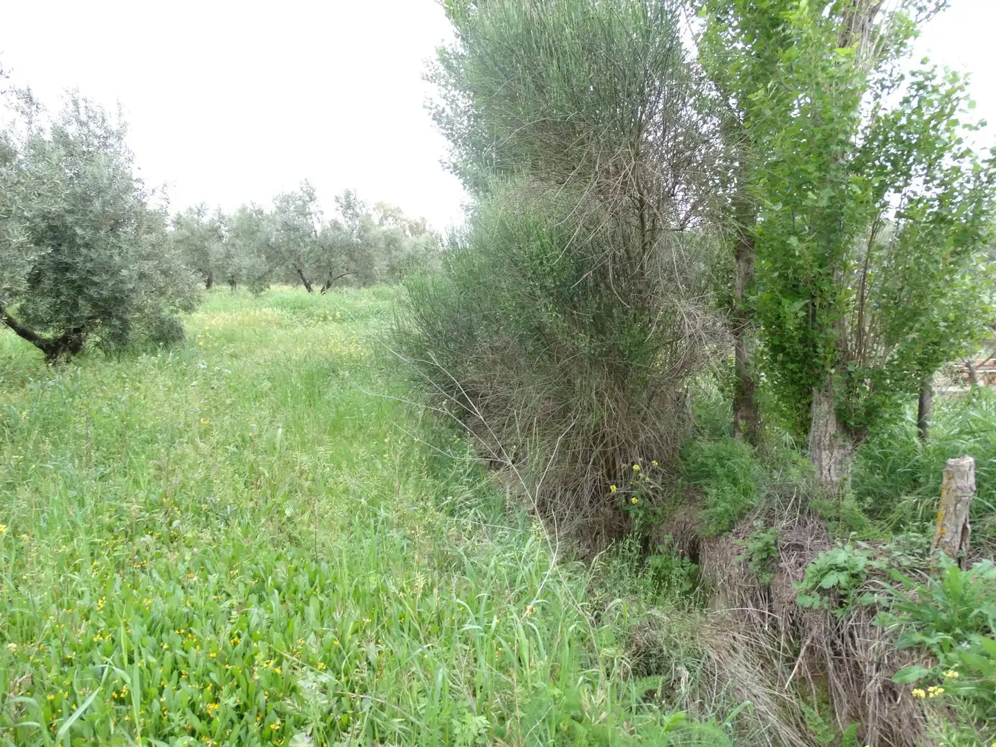 Lands and plots for sale in Calle CERRO LIMON, imagen 14