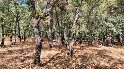 Foto 5 de Terreno en venta en Jarandilla de la Vera, Cáceres