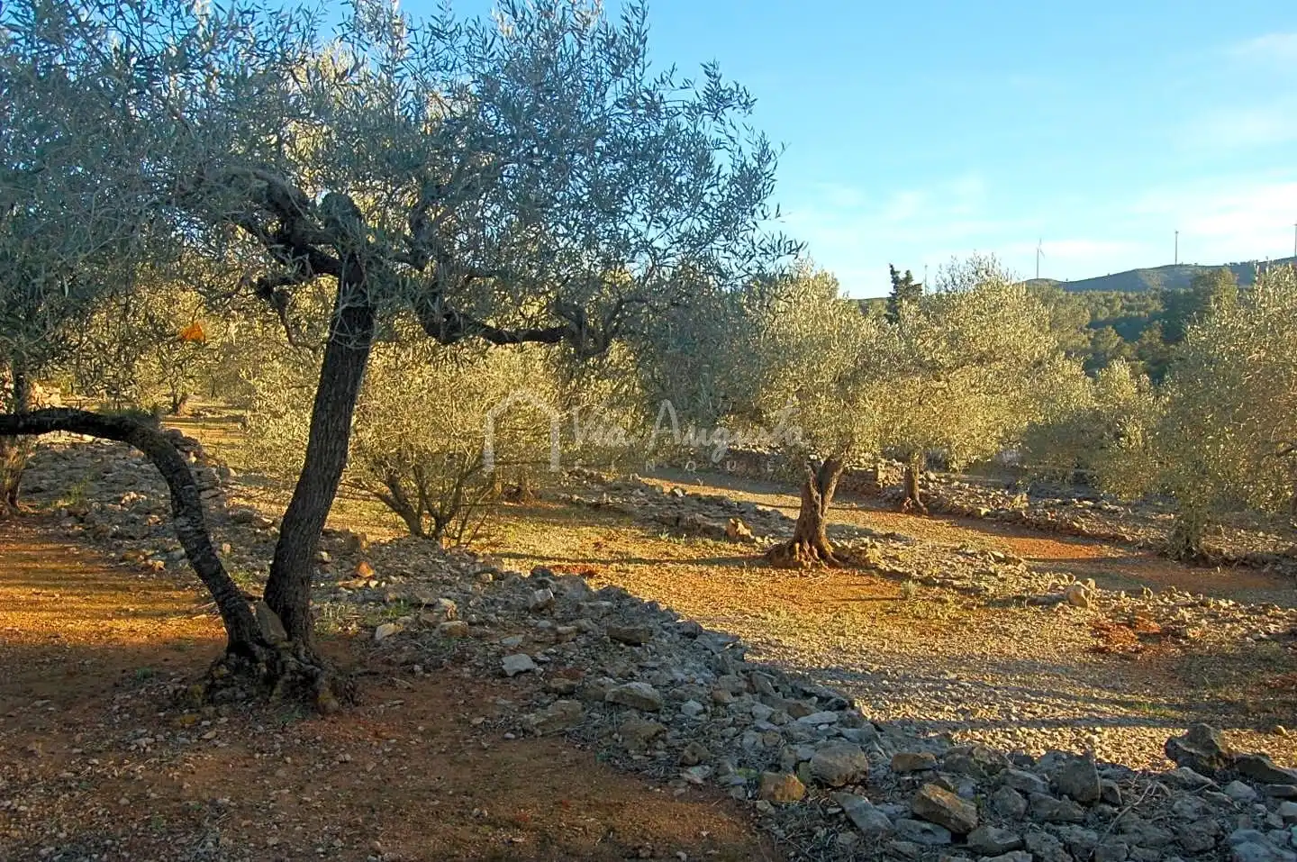 Terreno rustico in vendita a Burgà, imagen 15