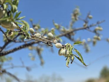 Terrenos y solares en venta en Cehegín