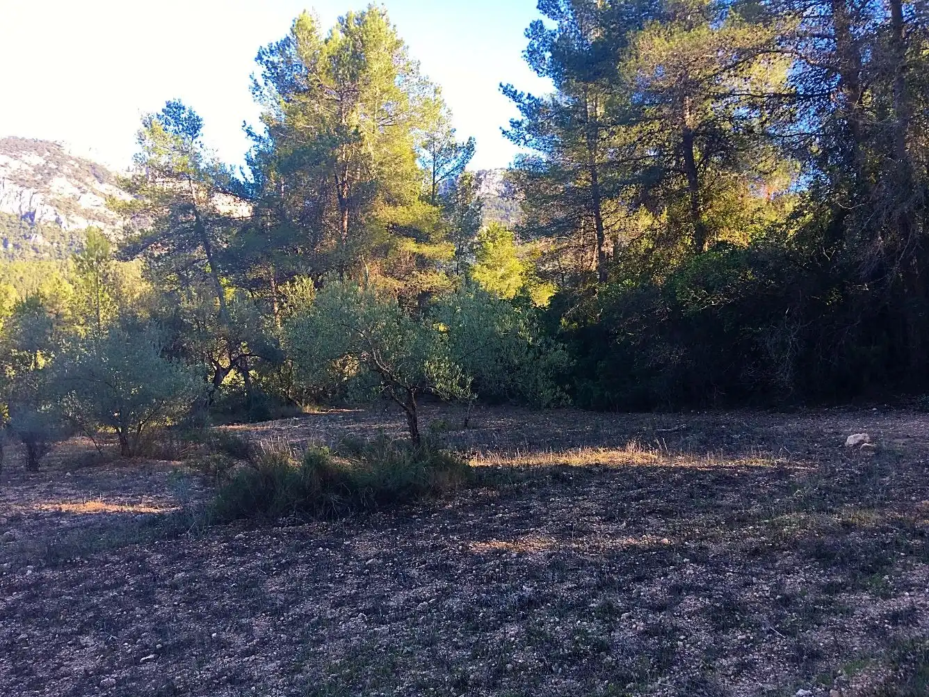 Terrain rustique à vendre à Benifallet, imagen 18
