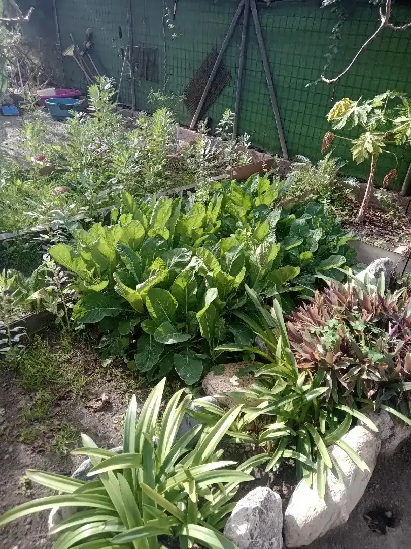 Jardí de Casa o xalet en venda en Adra
