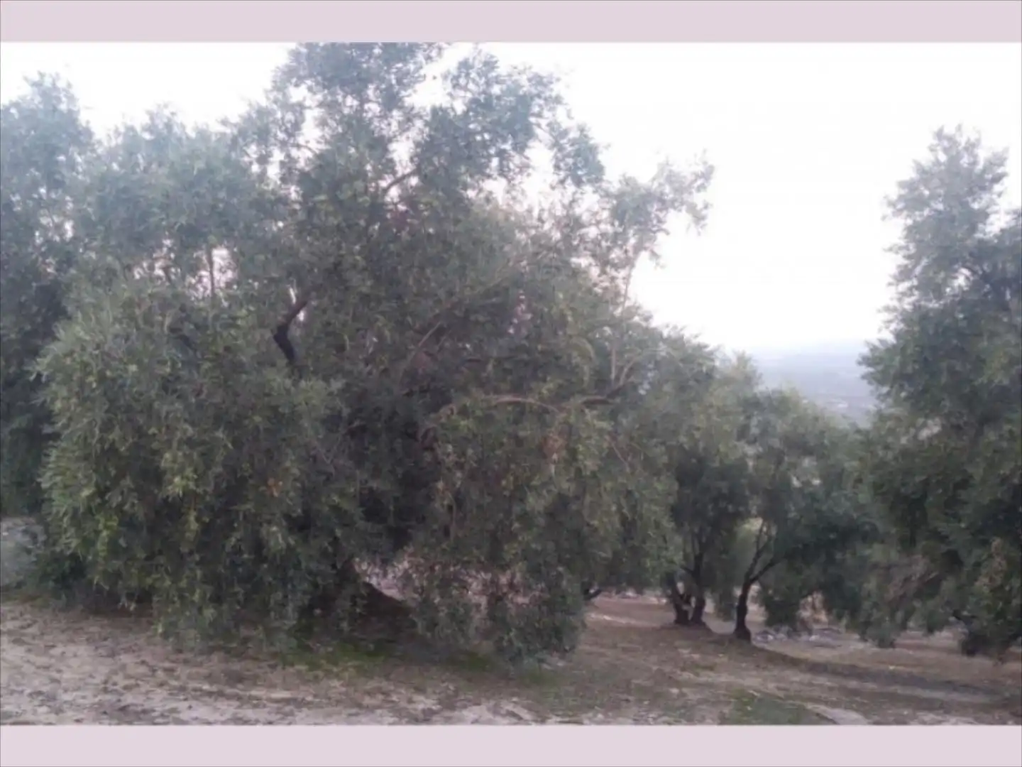 Terreno rustico in vendita a Cabra, imagen 3
