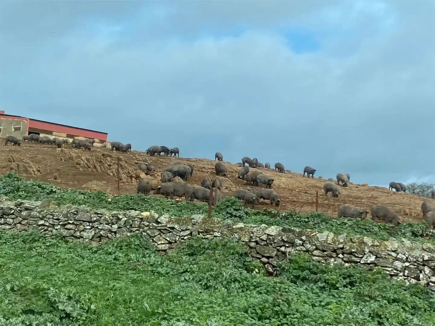 Exterior view of Land for sale in Medina de las Torres
